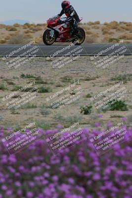 media/Jan-14-2023-SoCal Trackdays (Sat) [[497694156f]]/Turn 14 Exit Bloomig (145pm)/